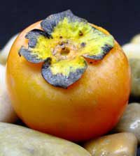 Photo of American Persimmon Tree