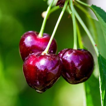 Deep red cherries on tree