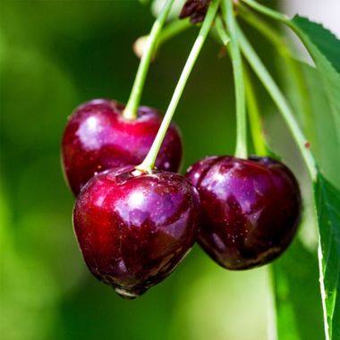 Deep red cherries on tree