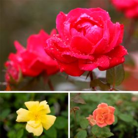 Collection of roses