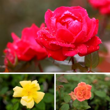 Collection of roses