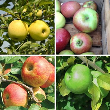 4 apple varieties
