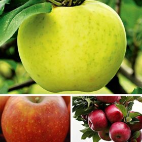 Three different apple varietes