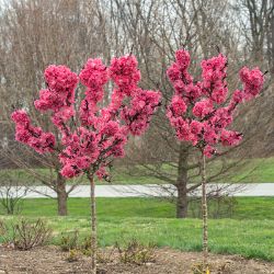 Ruby Ruffle in bloom