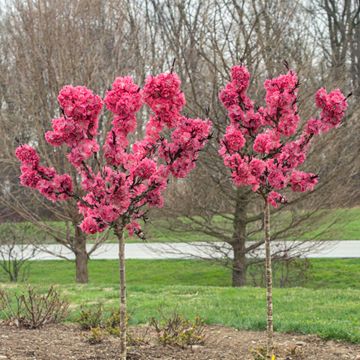 Ruby Ruffle in bloom