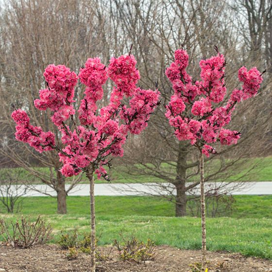 Ruby Ruffle in bloom