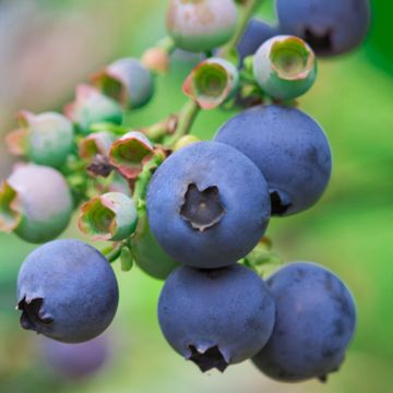 Large dark blueberries on bush