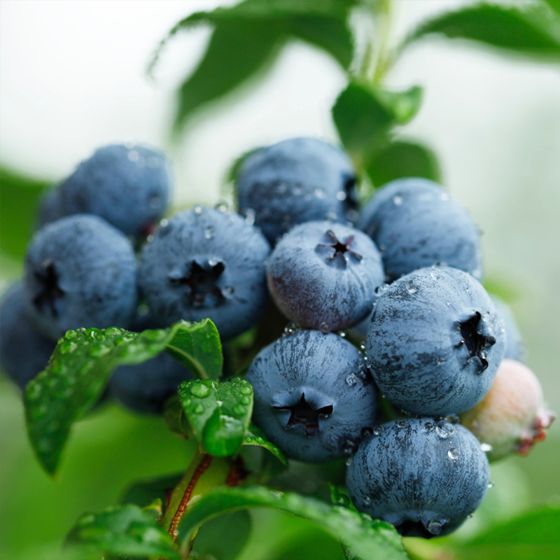 Cluster of deep blue blueberries on plant