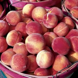 Photo of Belle of Georgia Peach