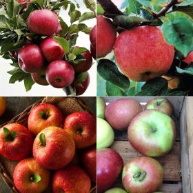 Red Fuji Apple Tree