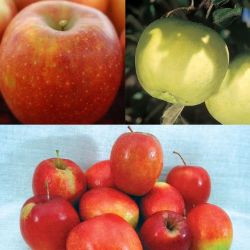 Buy Bare Root McIntosh Apple Trees For Sale