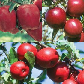 Collection of three fruit trees.