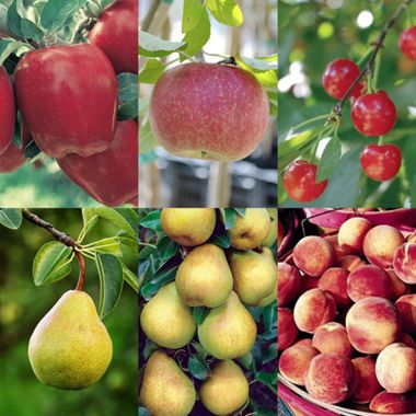 Photo of Best of Everything Fruit Tree Orchard-In-A-Box®