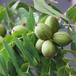 Photo of pecans growing on the tree.