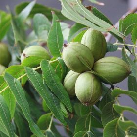 Photo of pecans growing on the tree.