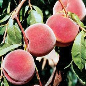 Photo of Stark® Summer Pearl™ Peach Tree