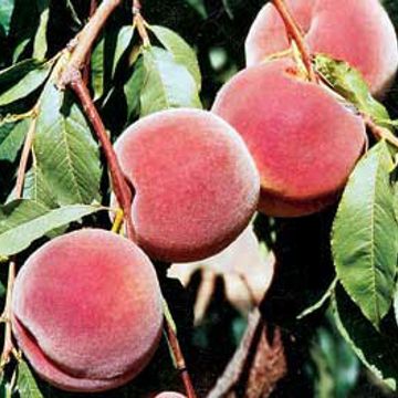 Photo of Stark® Summer Pearl™ Peach Tree