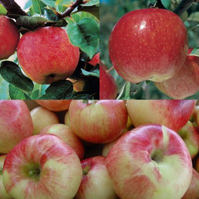 Collection of apples.