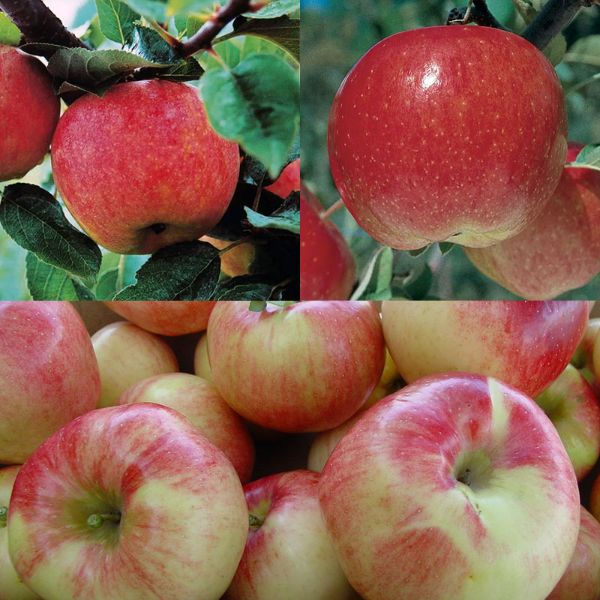 Collection of apples.
