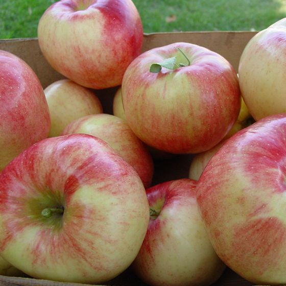 Photo of Summer Rambo apples.