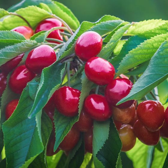 Photo of cherries ripe on the tree.