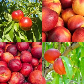 Photo of Easy-Care Nectarine Tree Collection