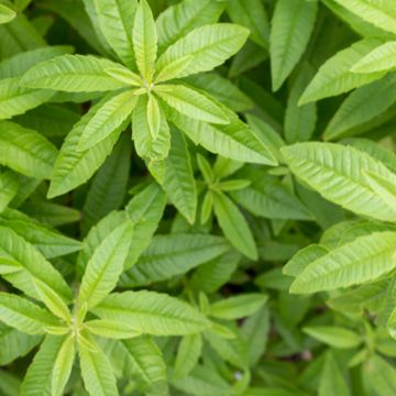leaves of lemon verbena