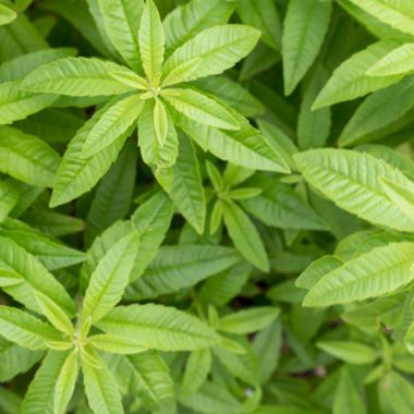 leaves of lemon verbena
