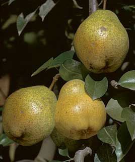 Photo of Kieffer Pear Tree