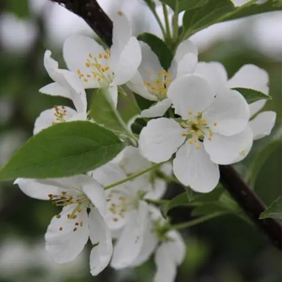 Crabapple bloom