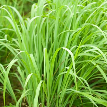 Green Lemon Grass Planted