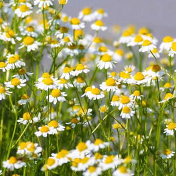 Chamomile flowers