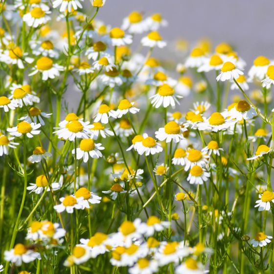 Chamomile flowers