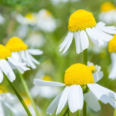 Close up of german chamomile flowers