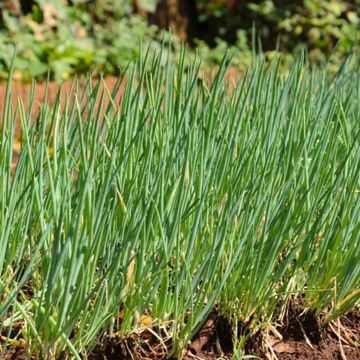 Garlic Chives growing outside