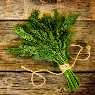 Harvested dill on counter