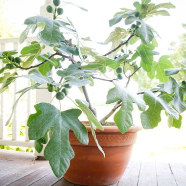 Potted fig