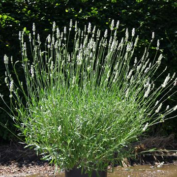 Lavendar plant