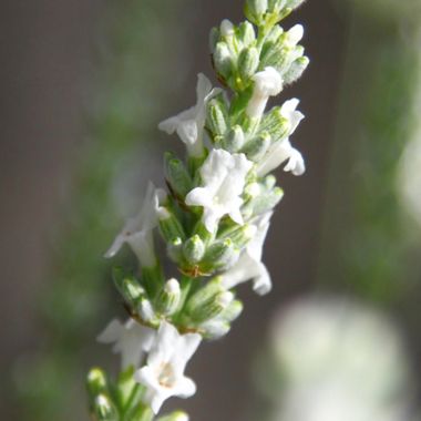 white lavendar flower