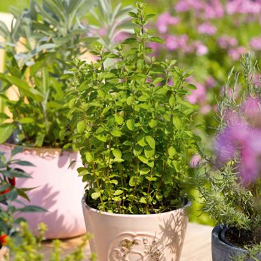 Photo of Italian oregano in pot.