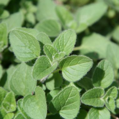 Greek Oregano Leaves