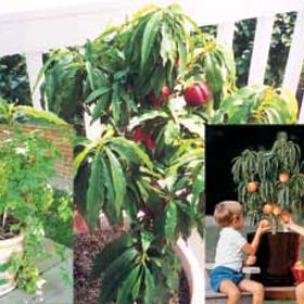 Photo of Patio Fruit Assortment Potted