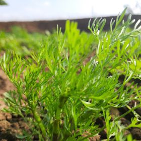 Cilantro Plant