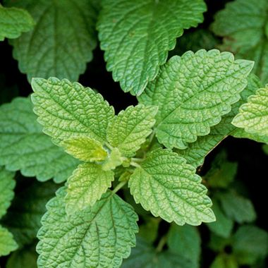 Lemon Balm Leaves