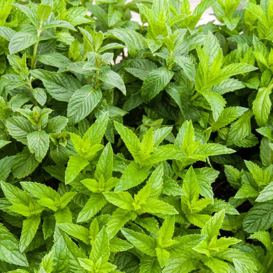 Spearmint plant