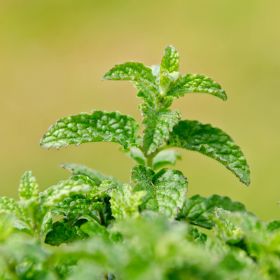 Strawberry Mint Leaves