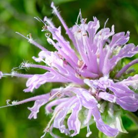 Purple bloom