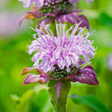 Purple bloom on stem