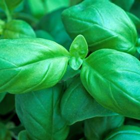 Green basil leaf