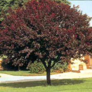 Photo of Newport Purple Leaf Plum Tree